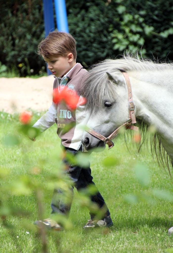 Pony To Go